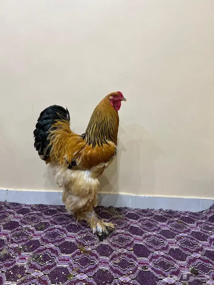 براهما وفرنسي وباكستاني للبيع 4