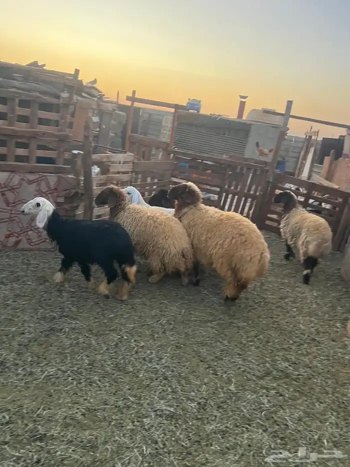 للبيع رخال نعيمي و2 خرفان نعيمي وحده رفيديه وحده رخل نجديه 3