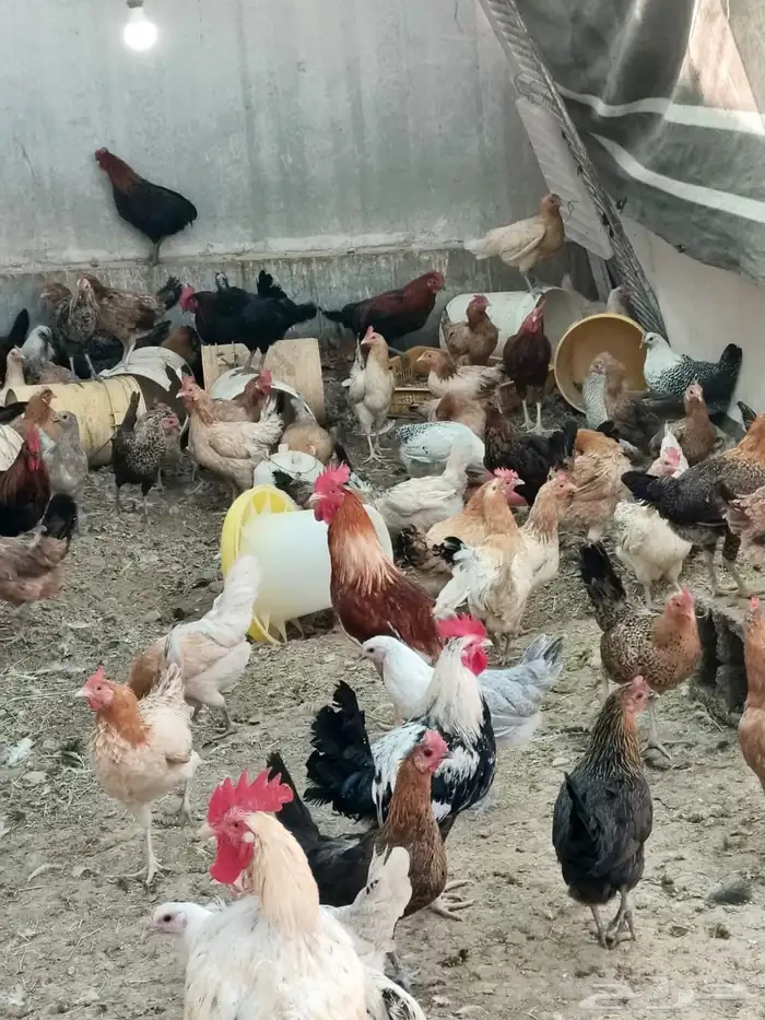 للبيع دجاج بلدي وجولد ألمينيوم وفيومي ذهبي 3