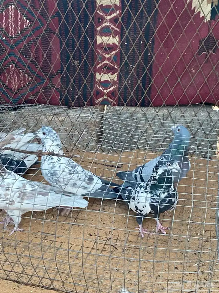 حمام زاجل 3