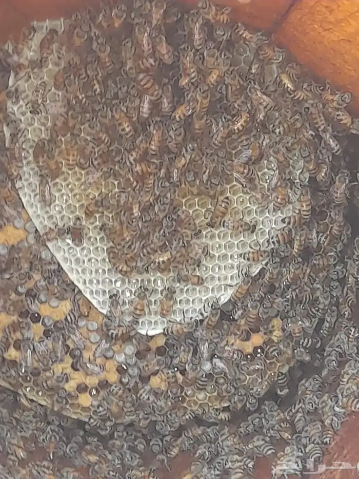 نحل بلدي للبيع للتواصل 0