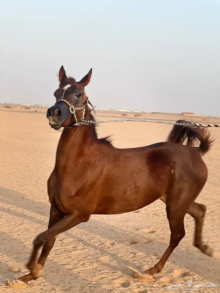 فرس شعبيه فاخره 1