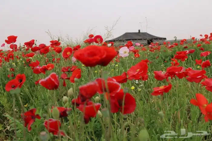 بكج ازهار الربيع البرية عرض خاص 3