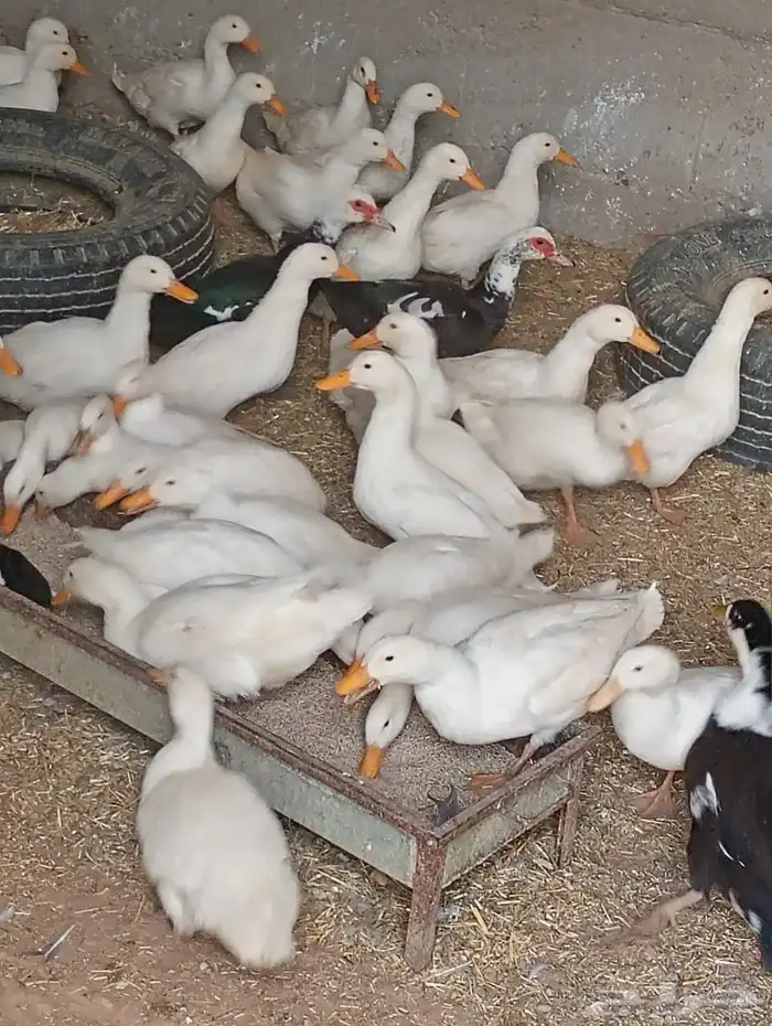 السلام عليكم موجود عندي بط بكيني العمر 6شهور 4