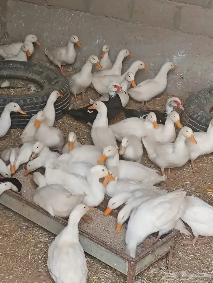السلام عليكم موجود عندي بط بكيني العمر 6شهور 3