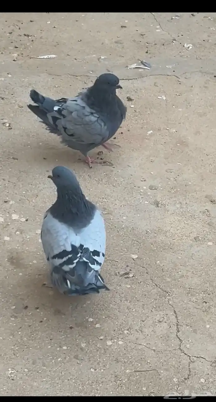 طبه فرش بلوبار 0