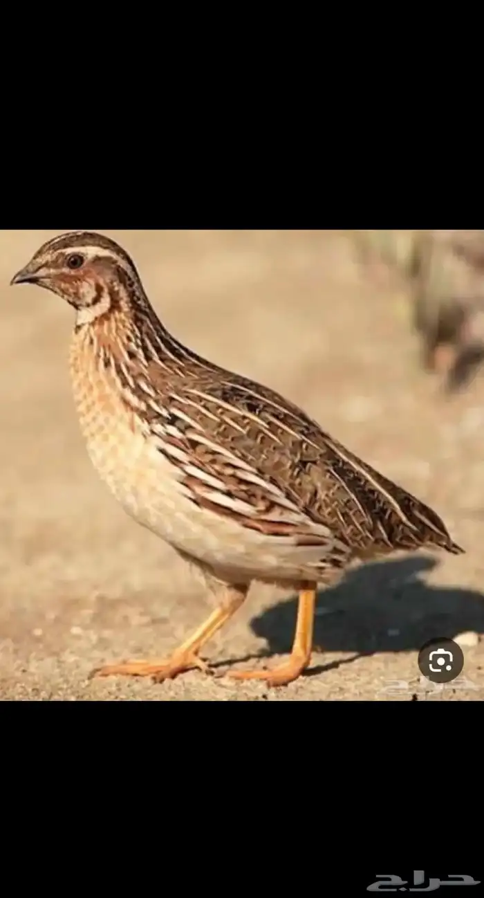 سمان للبيع 0