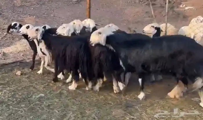نجد فاخره وعدد قليل 4