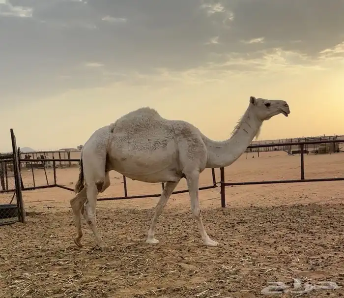لقحه وضحاء 2