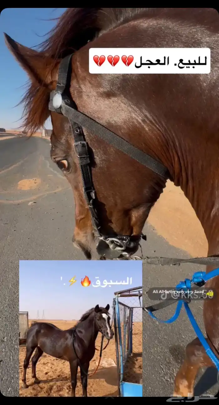 حصان للبيع 0