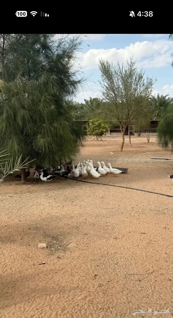 بط بكيني وبط مصري 1