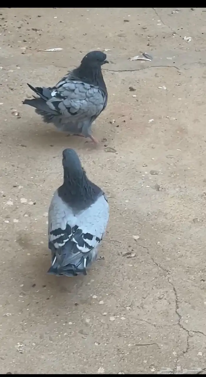طبه فرش بلوبار 2