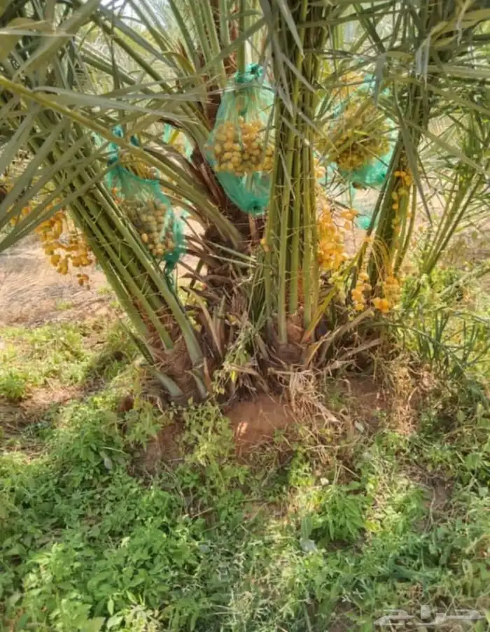 يوجد لدينا توريد جميع انواع نحيل الواشنطن والعربي 3