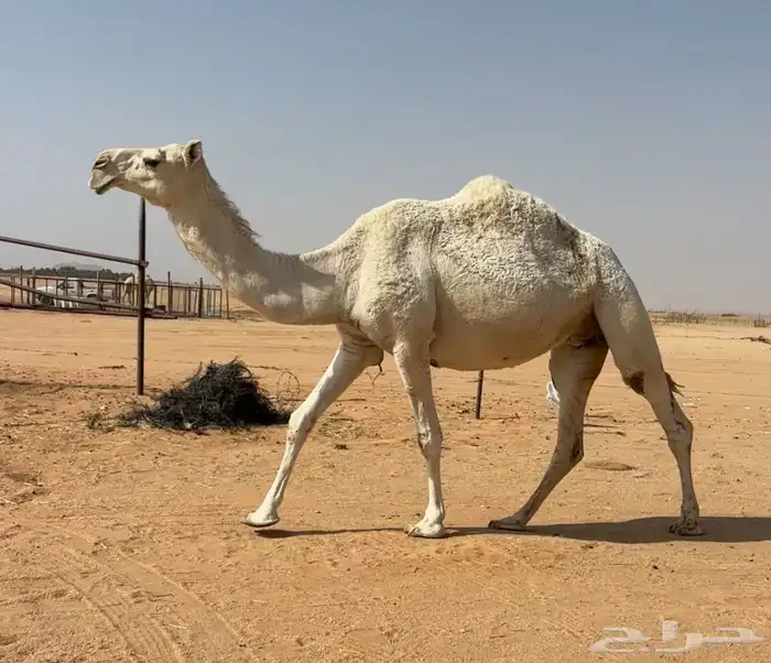 لقحه وضحاء 0