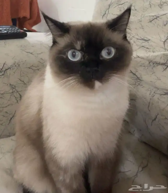 قطتين لتبني مع شهايد التطعيم واغراضهم اغراضهم ب 200 0