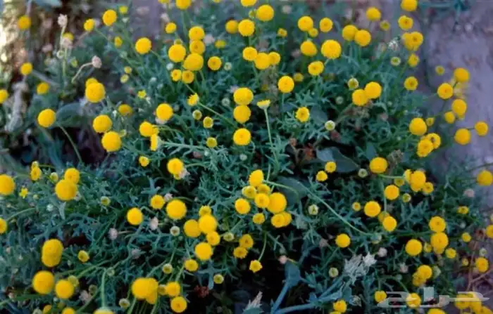 بذور قرقاص للبيع 2