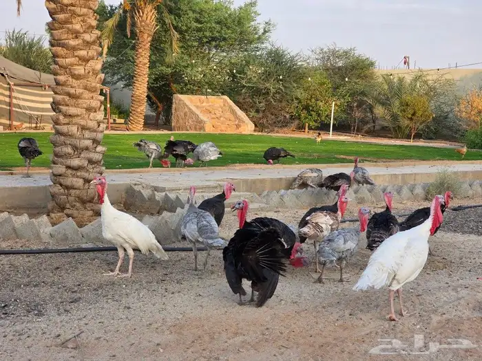 ديوك رومي عمر 8 شهور 0