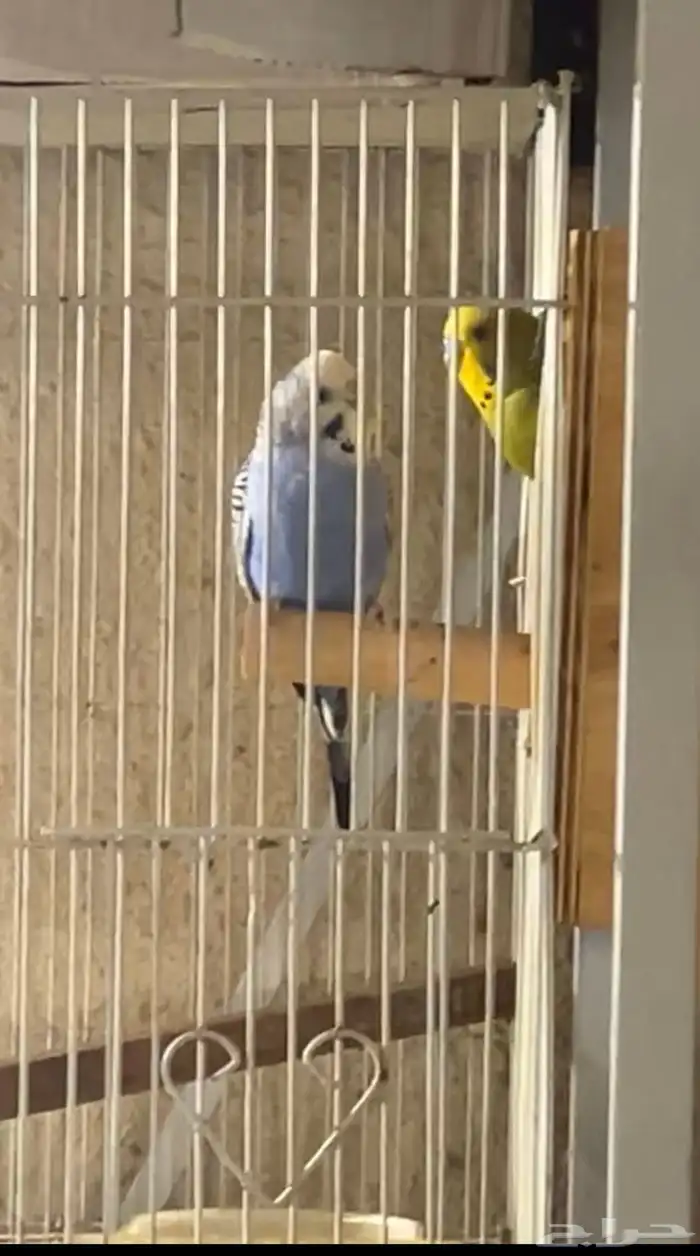 للبيع جوز بادجي 0