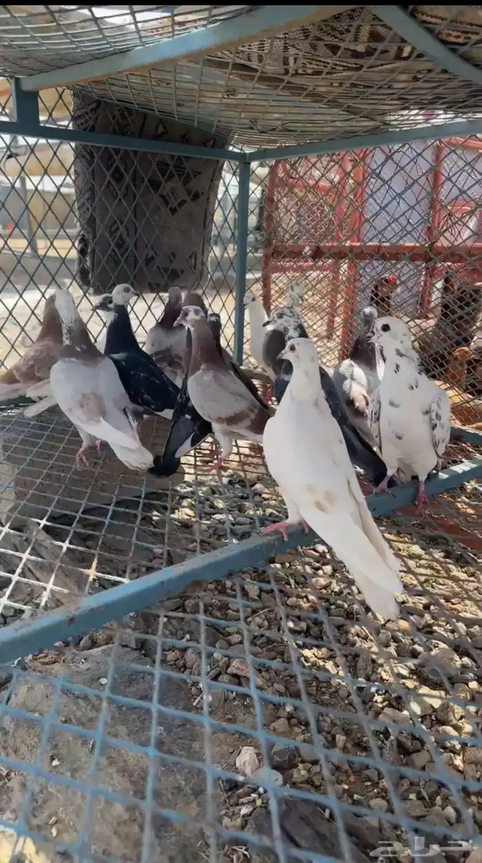 حمام 0