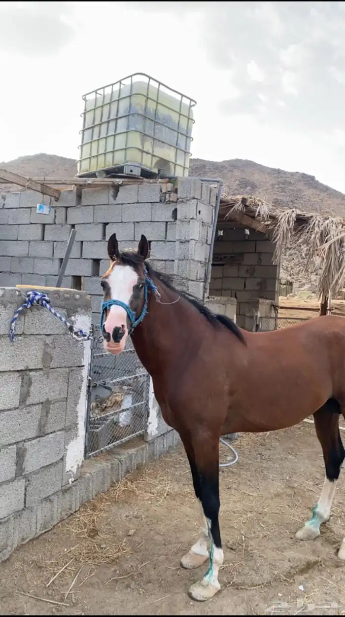 خيل عربي اصيل 5