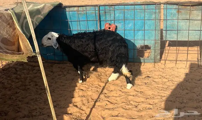 بهم نجد 5