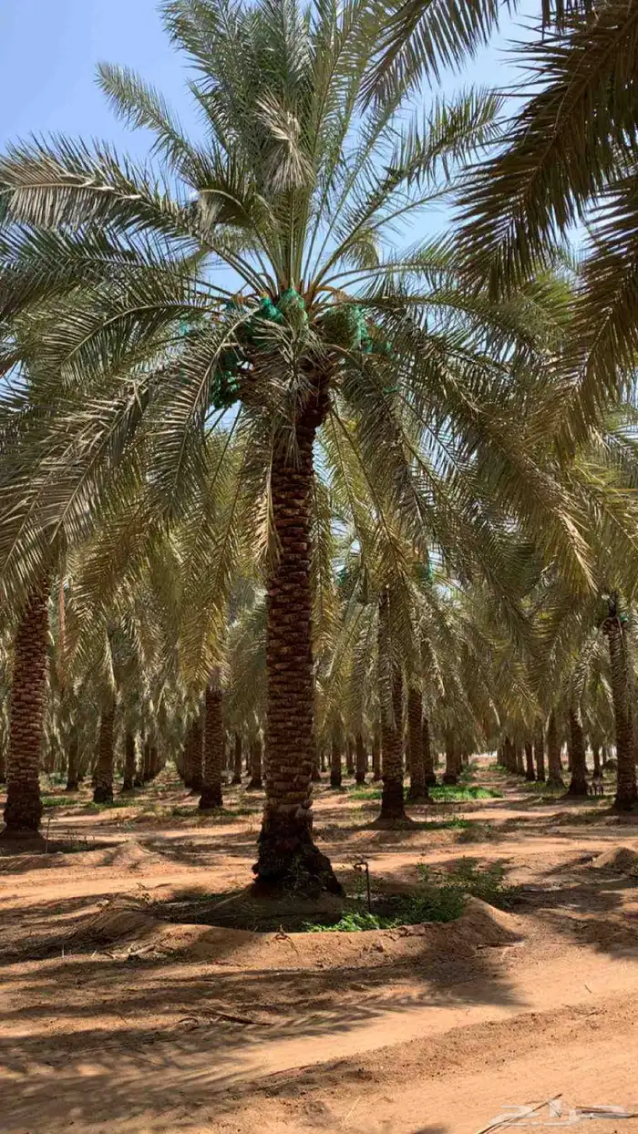 السلام عليكم ورحمة الله وبركاته مطلوب نخيل للايجار ثمره او 0