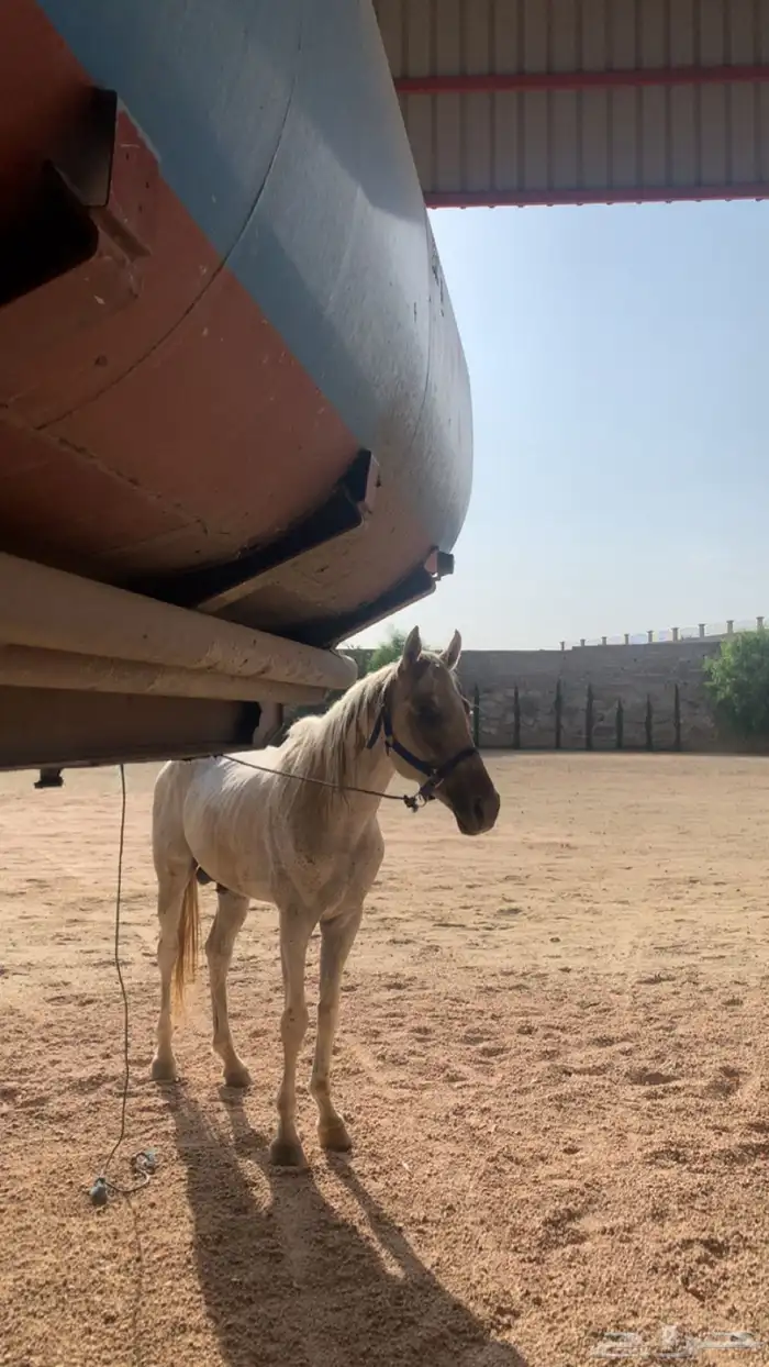 حصان شعبي منوت القاني 3