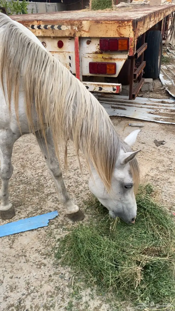 خيل شعبي الاسم رعد العمر سنتين ونص 1