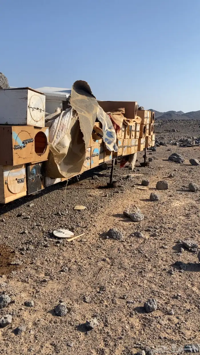 خشب نحل جديد نظيف جدا 2