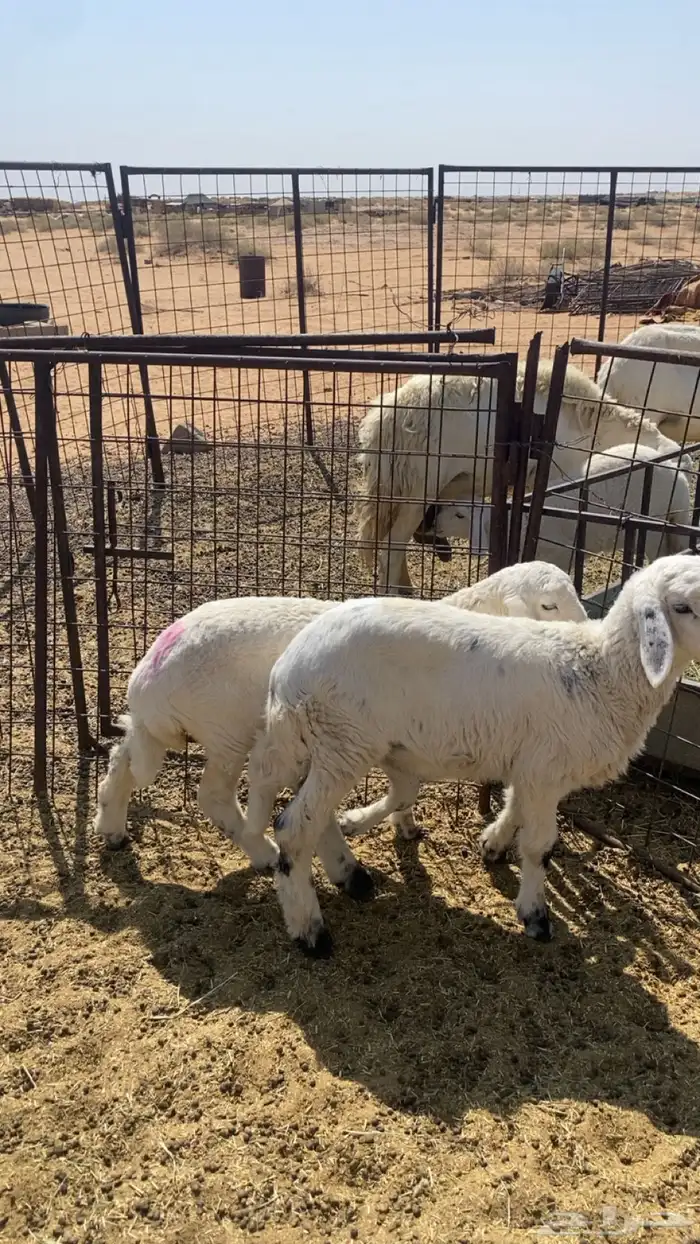 طليان. واحد كبير. خروف. وثنين صغار خروف ورخل 1