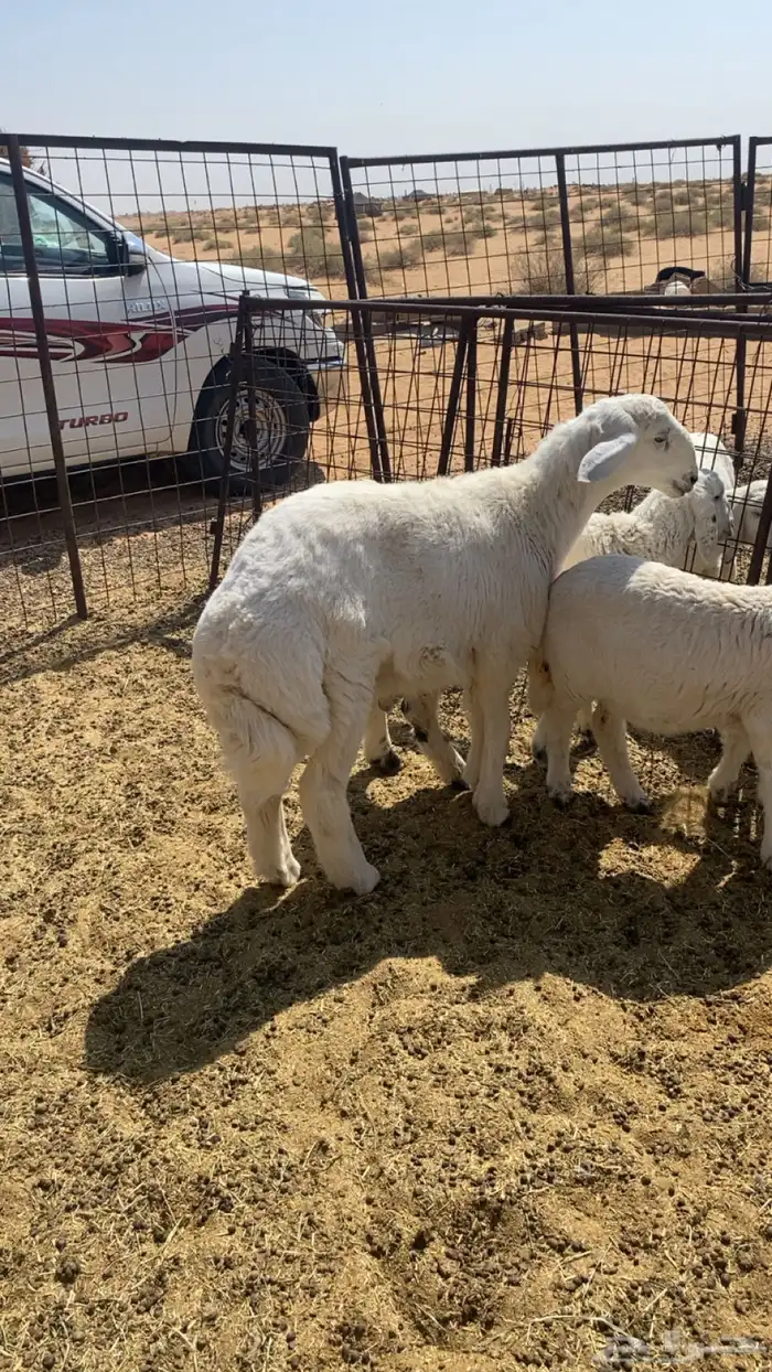 طليان. واحد كبير. خروف. وثنين صغار خروف ورخل 0