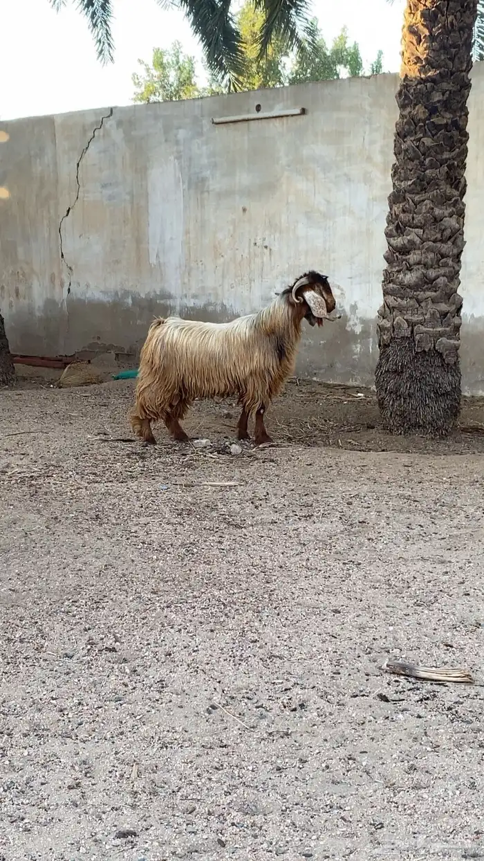 تيس فحل مشروط 2