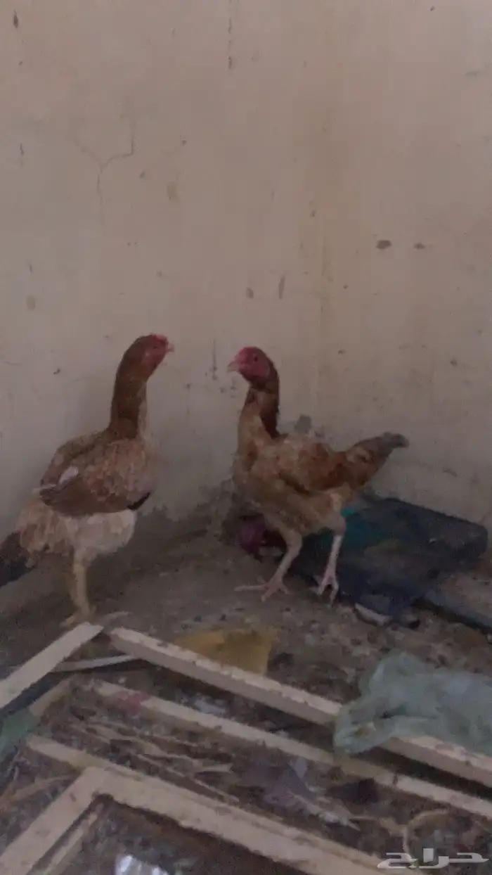 دجاج باكستاني 1