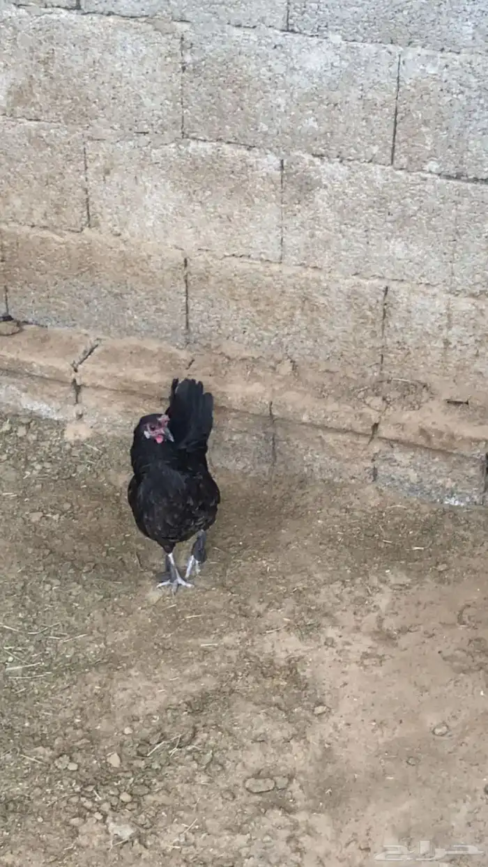 دجاج 0