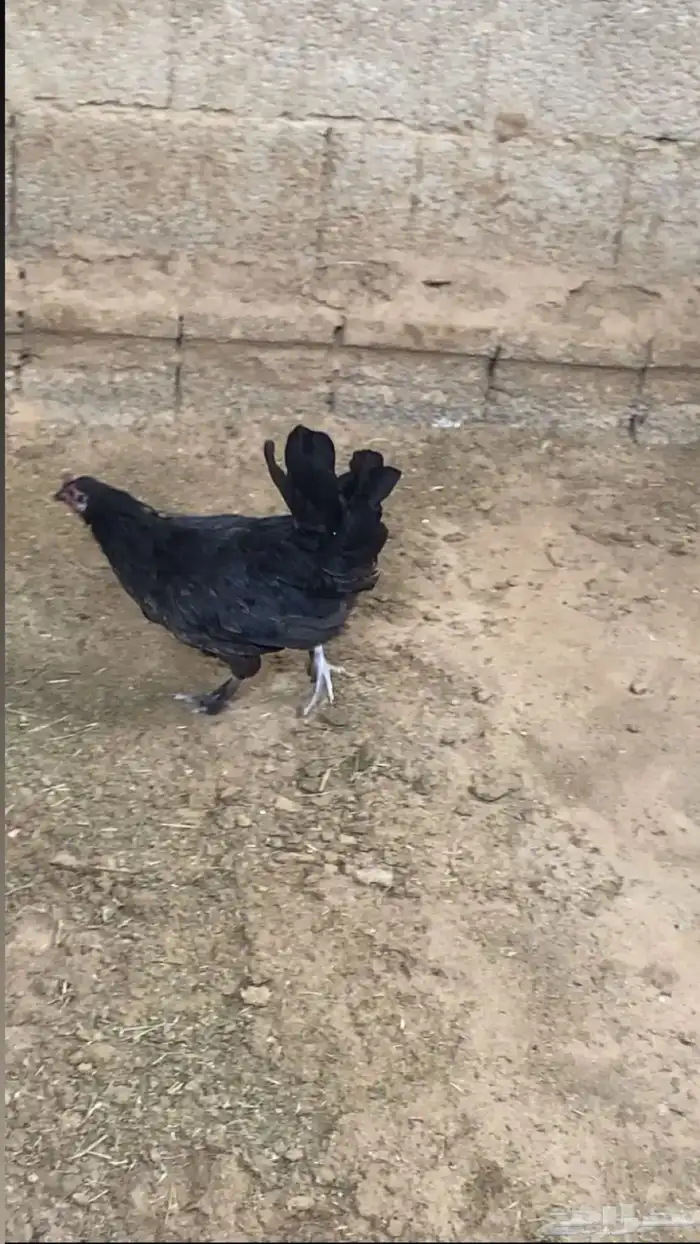دجاج 1