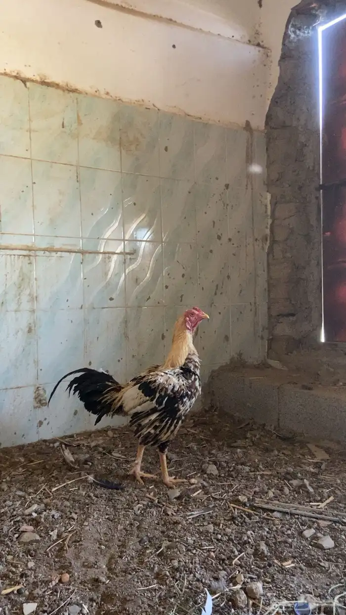 دجاج باكستاني للبيع 3