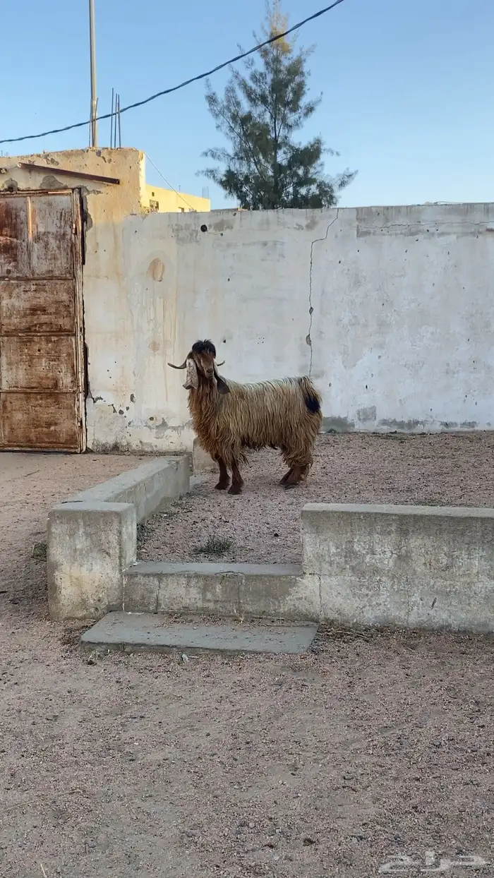 تيس فحل مشروط 0