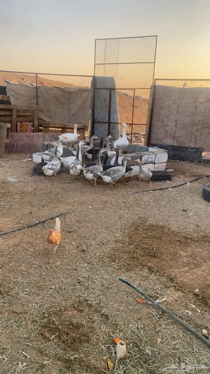 وز للبيع شروره 0