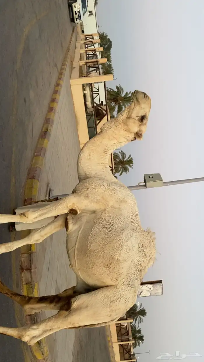 فحل باتلي ع غفلان عظم طيب 0