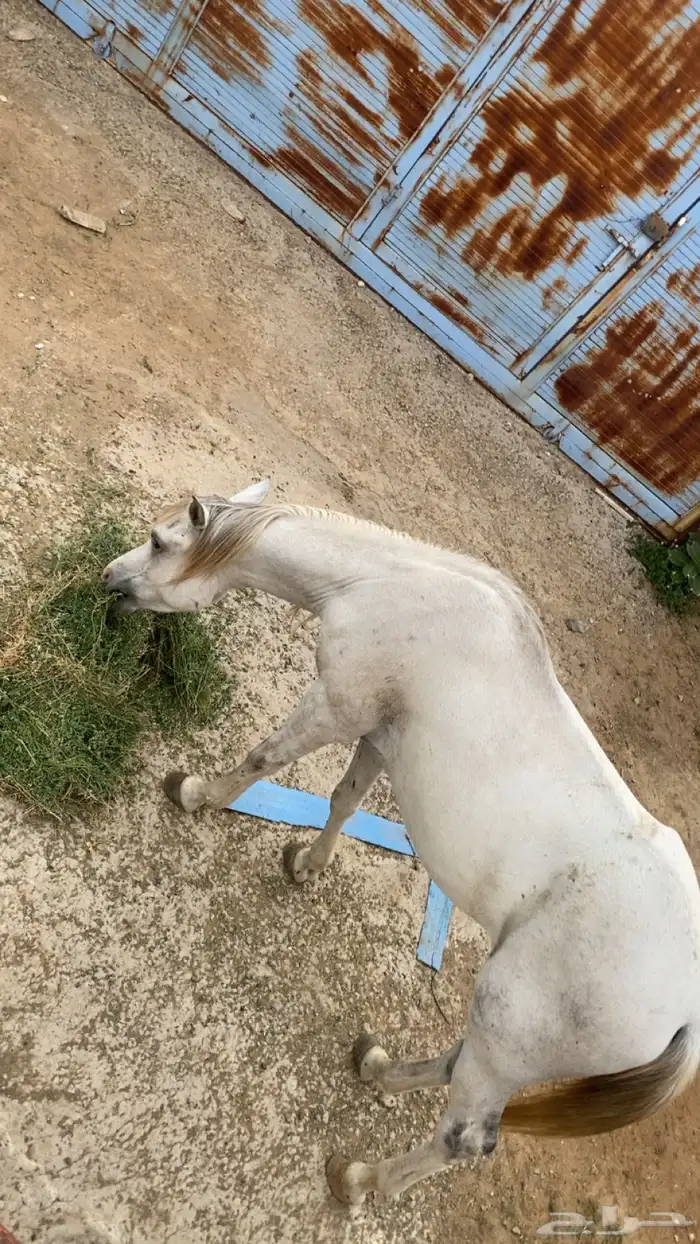 خيل شعبي الاسم رعد العمر سنتين ونص 3