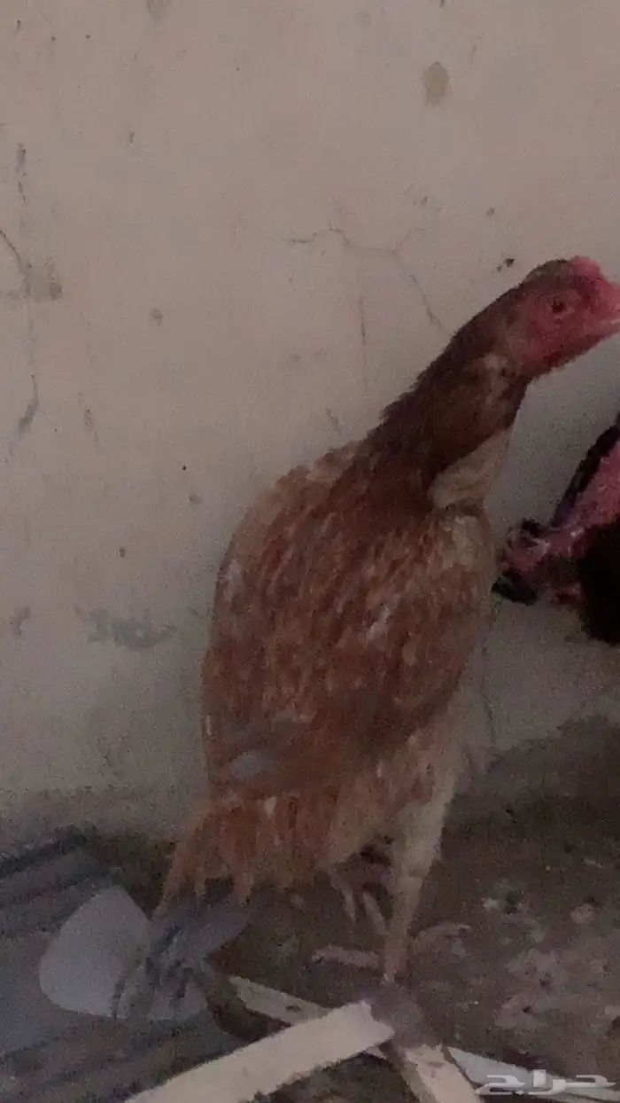 دجاج باكستاني 3