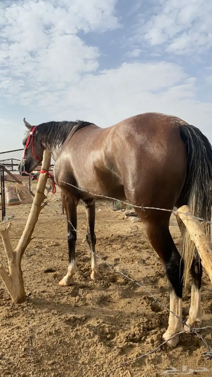 فرس صغيرة سن ولقاح 3