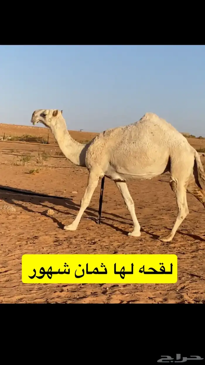 لقحات وضرايب 1