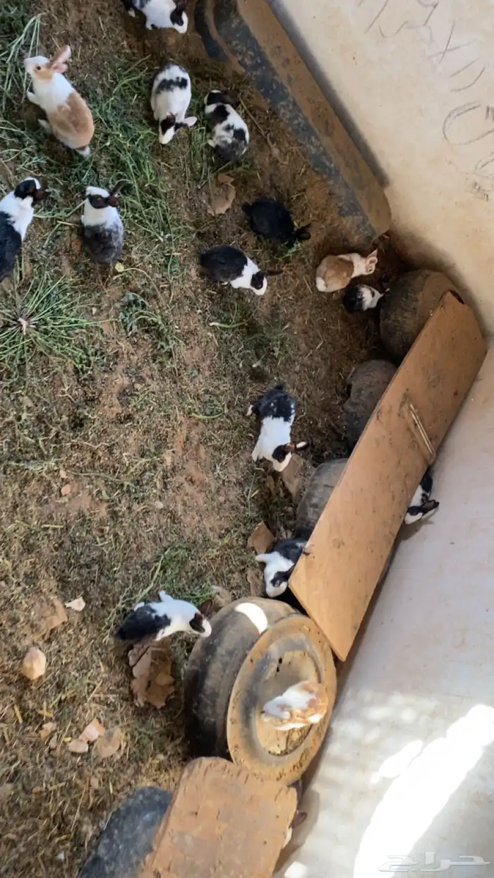 ارنب مشكله 1