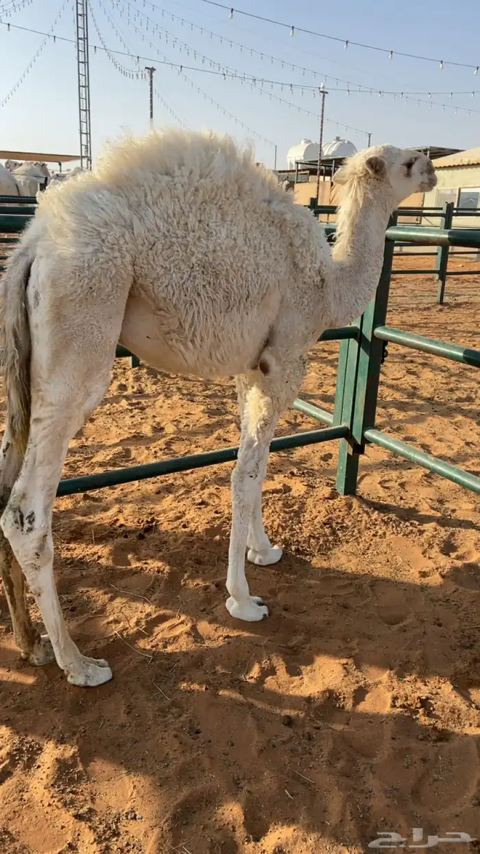 قعود توي بايع امه لباني نضيف شرط 1