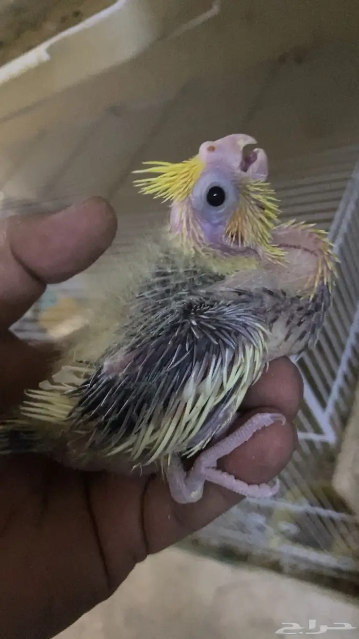 لهواة الغر فرخ كروان 0