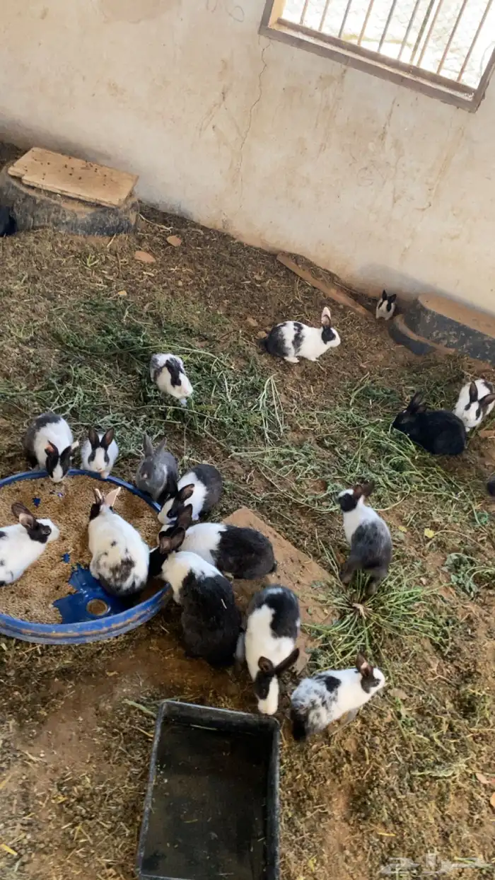 ارنب مشكله 0