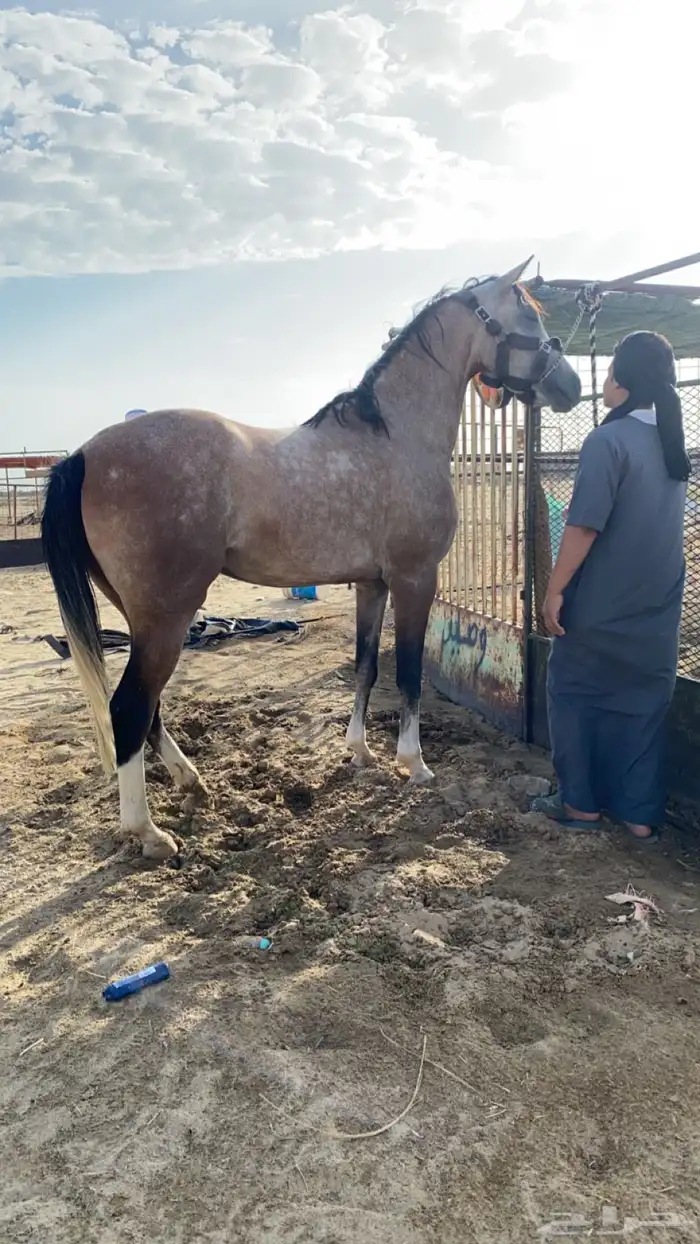 فرس صغيرة سن ولقاح 0