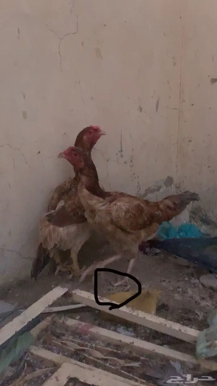 دجاج باكستاني 13