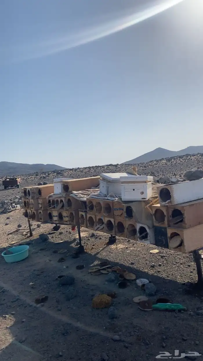 خشب نحل جديد نظيف جدا 1